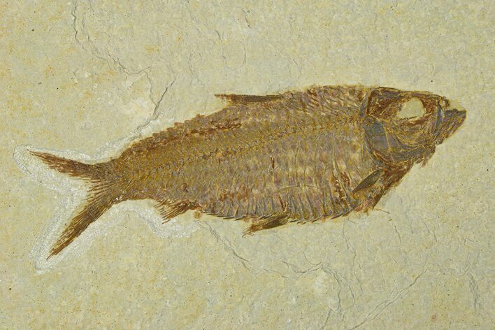 Fossil Fish (Knightia) - Wyoming #295567